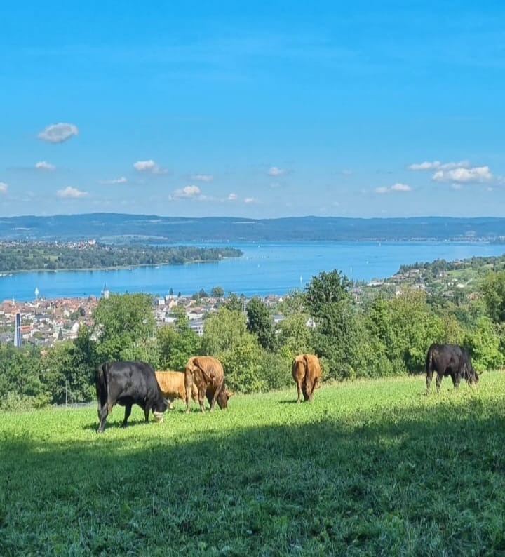 Panoramablick über Steckborn und den Bodensee