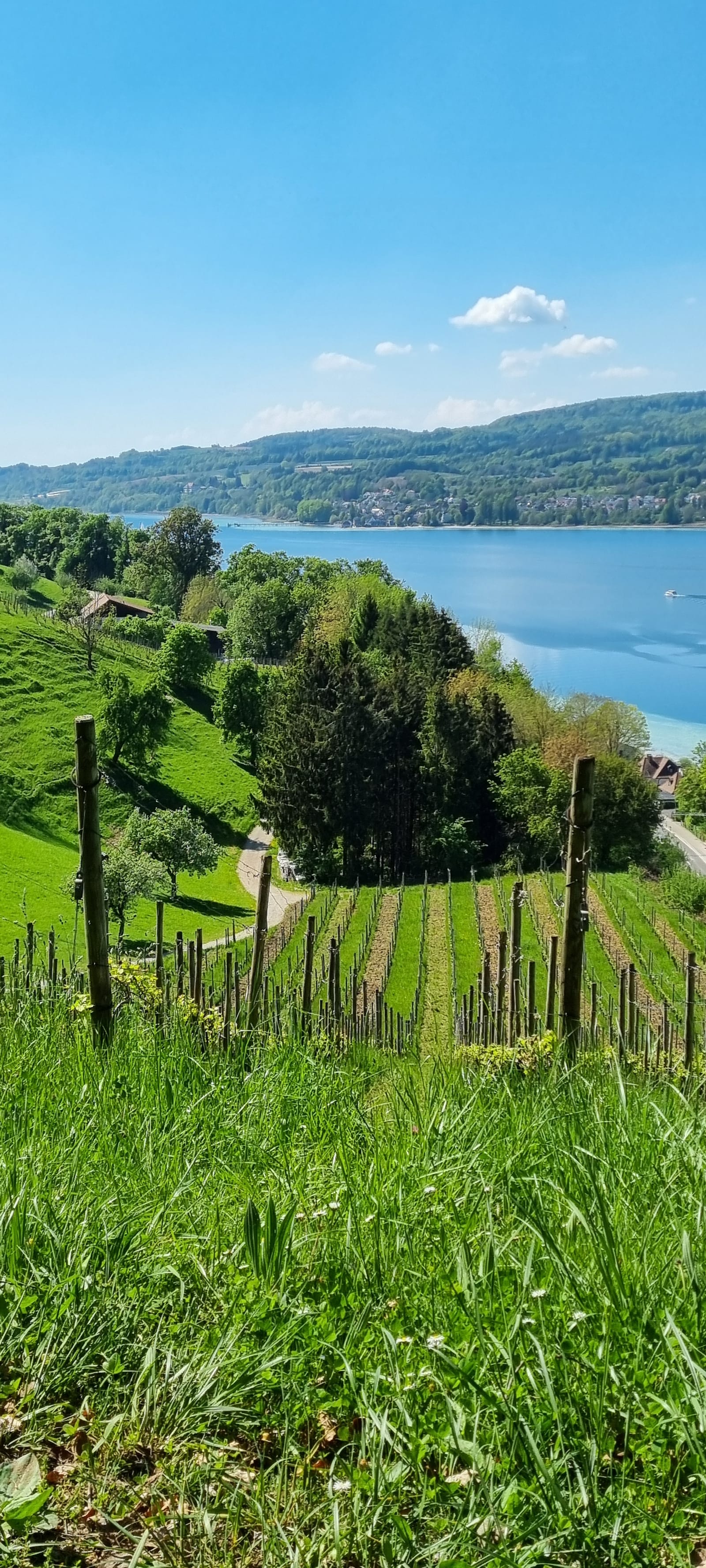 Rebberge und Landschaft rund um Steckborn